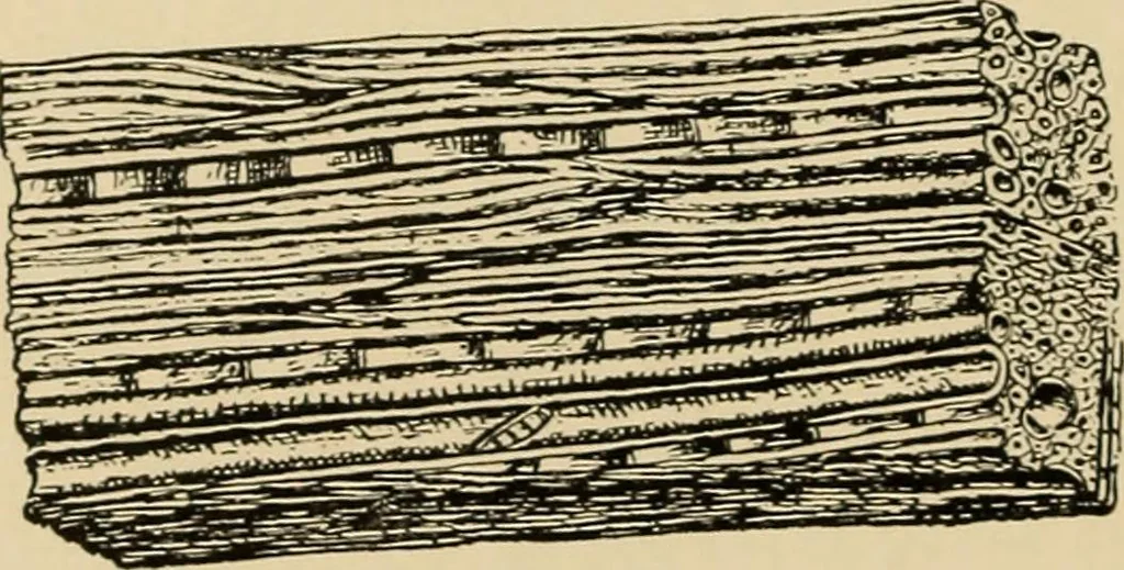 An illustration from Woodworking for beginners; a manual for amateurs, 1900, leaf 41
