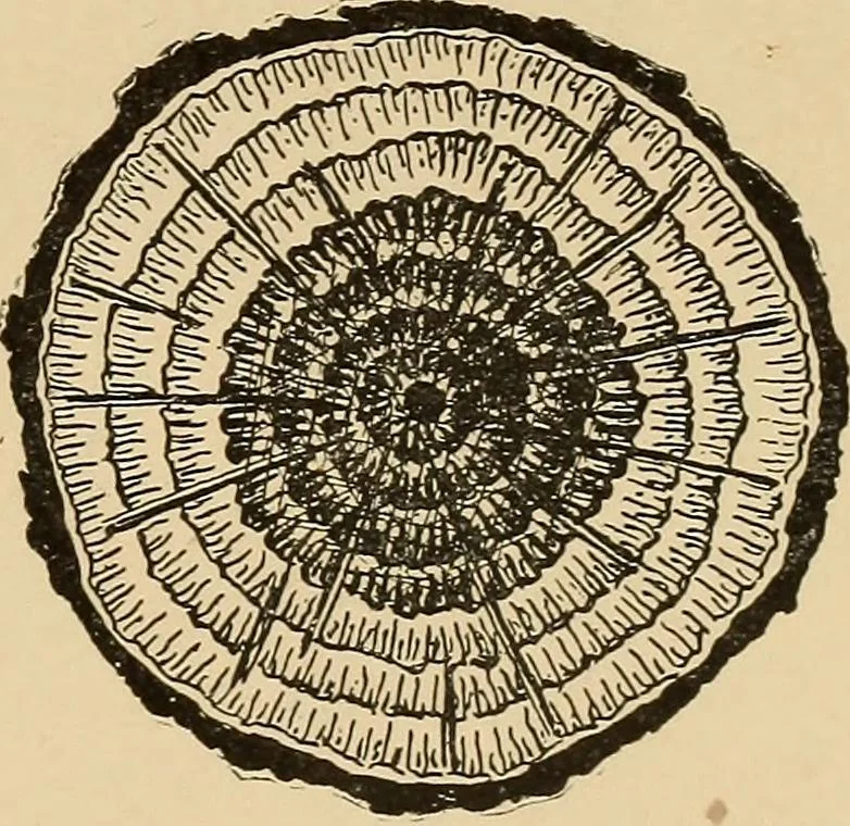 An illustration from Woodworking for beginners; a manual for amateurs, 1900, leaf 44
