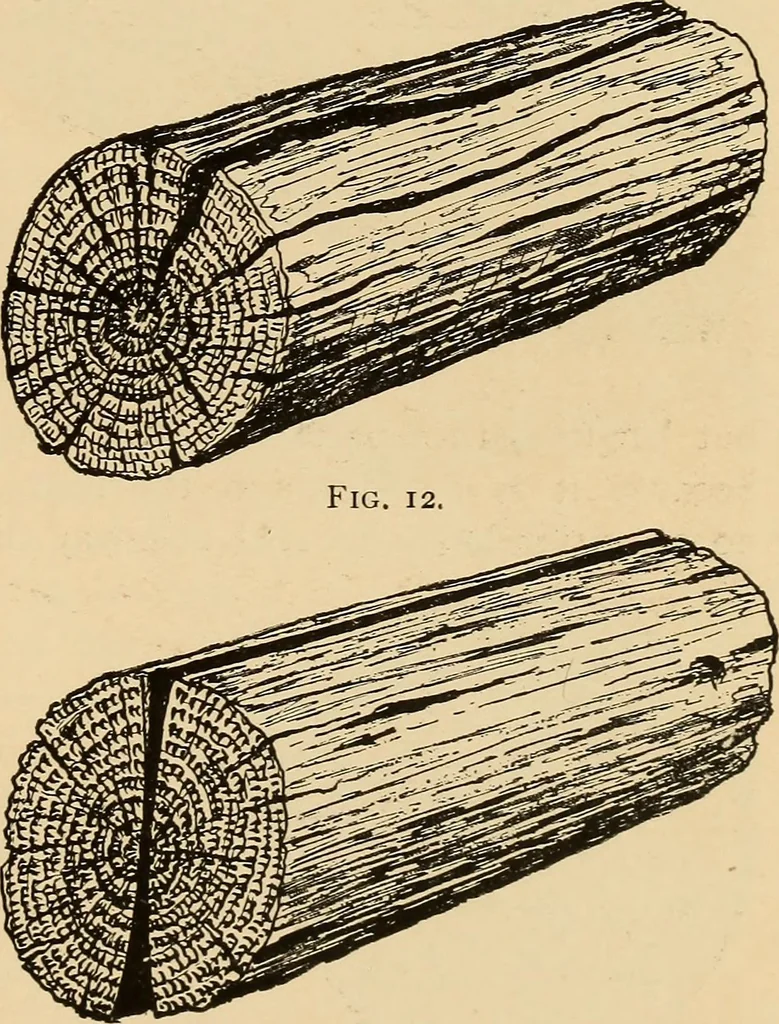 An illustration from Woodworking for beginners; a manual for amateurs, 1900, leaf 46