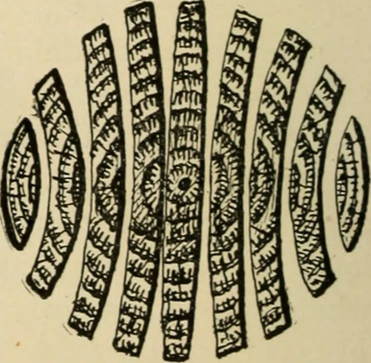 An illustration from Woodworking for beginners; a manual for amateurs, 1900, leaf 47