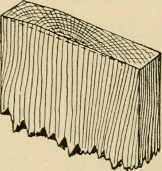 An illustration from Woodworking for beginners; a manual for amateurs, 1900, leaf 473