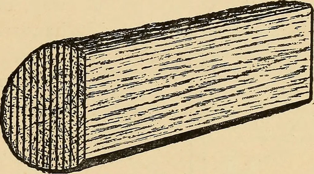 An illustration from Woodworking for beginners; a manual for amateurs, 1900, leaf 48