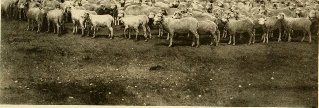An illustration from Wool and cotton in all forms from yarn to fabric, 1921, leaf 50