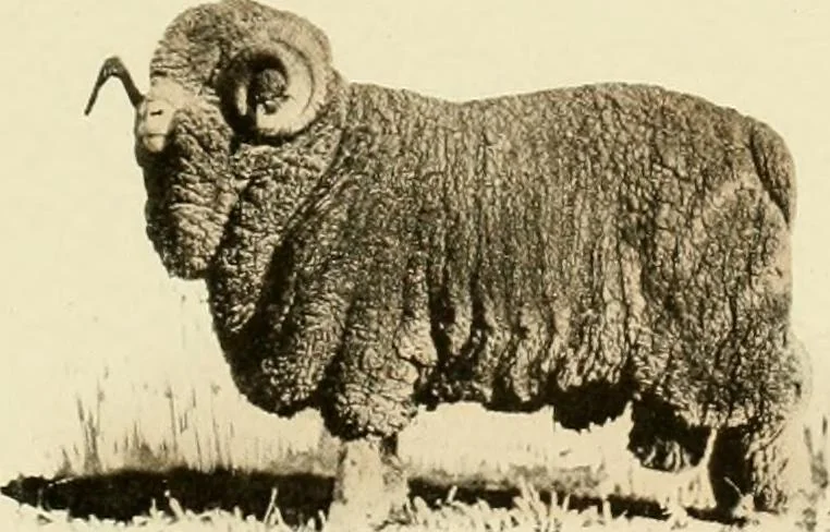An illustration from Wool and cotton in all forms from yarn to fabric, 1921, leaf 52