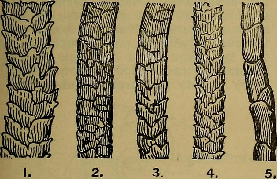 An illustration from Woolen and worsted fabrics glossary; containing instructions for the manufacture of every known grade and variety of woolen and worsted fabrics .., 1914, leaf 12
