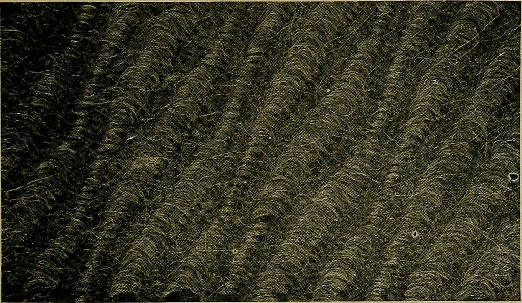 An illustration from Woolen and worsted fabrics glossary; containing instructions for the manufacture of every known grade and variety of woolen and worsted fabrics .., 1914, leaf 260