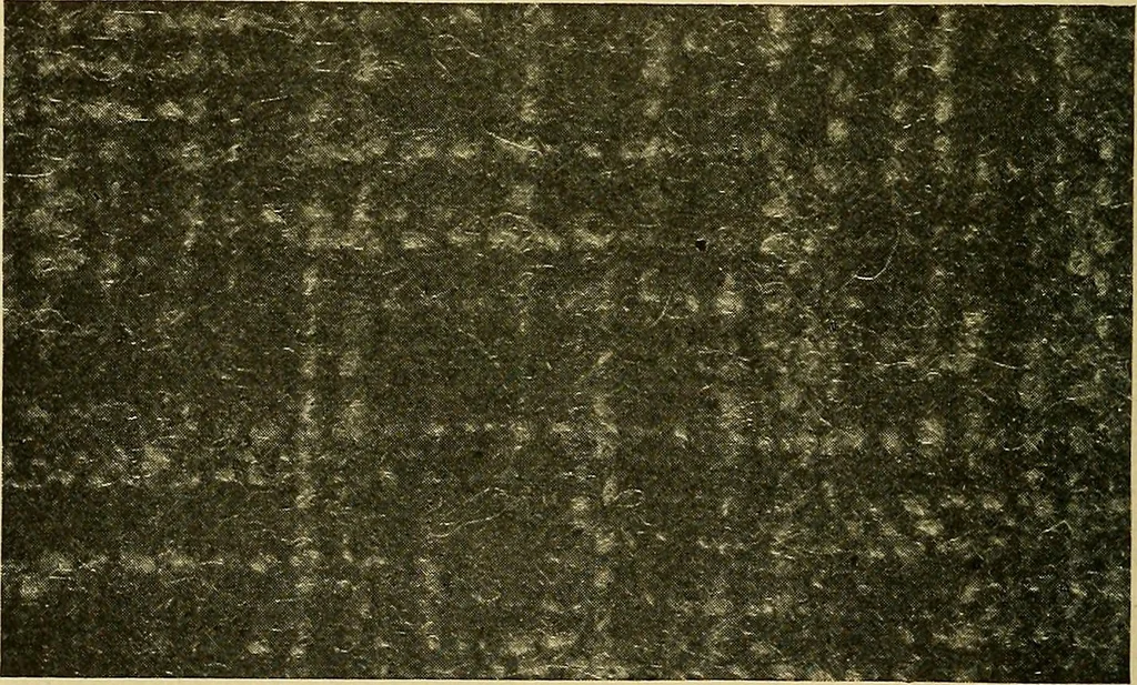 An illustration from Woolen and worsted fabrics glossary; containing instructions for the manufacture of every known grade and variety of woolen and worsted fabrics .., 1914, leaf 285