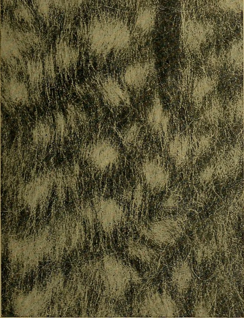 An illustration from Woolen and worsted fabrics glossary; containing instructions for the manufacture of every known grade and variety of woolen and worsted fabrics .., 1914, leaf 36