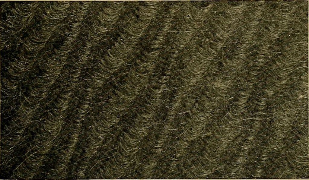 An illustration from Woolen and worsted fabrics glossary; containing instructions for the manufacture of every known grade and variety of woolen and worsted fabrics .., 1914, leaf 40