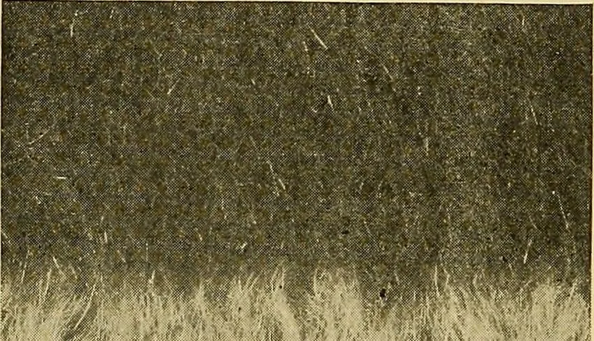 An illustration from Woolen and worsted fabrics glossary; containing instructions for the manufacture of every known grade and variety of woolen and worsted fabrics .., 1914, leaf 51