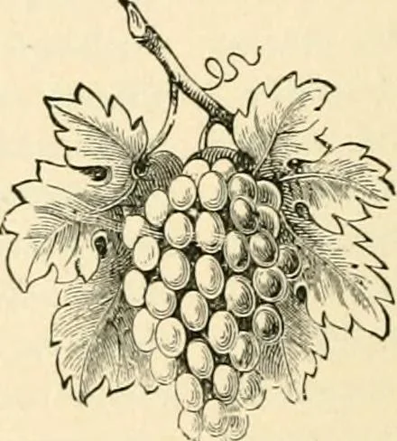 An illustration from Workers in the vineyard. A review of the progress of spiritualism, biographical sketches, lectures, essays and poems. .., 1896, leaf 279