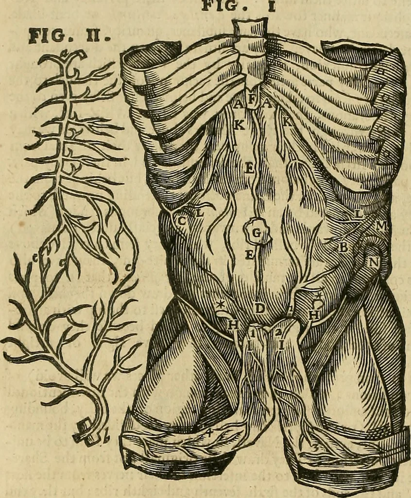 An illustration from The workes of that famous chirurgion Ambrose Parey :, 1649, leaf 101