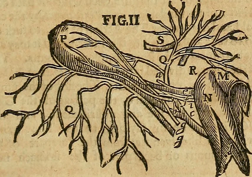 An illustration from The workes of that famous chirurgion Ambrose Parey :, 1649, leaf 110