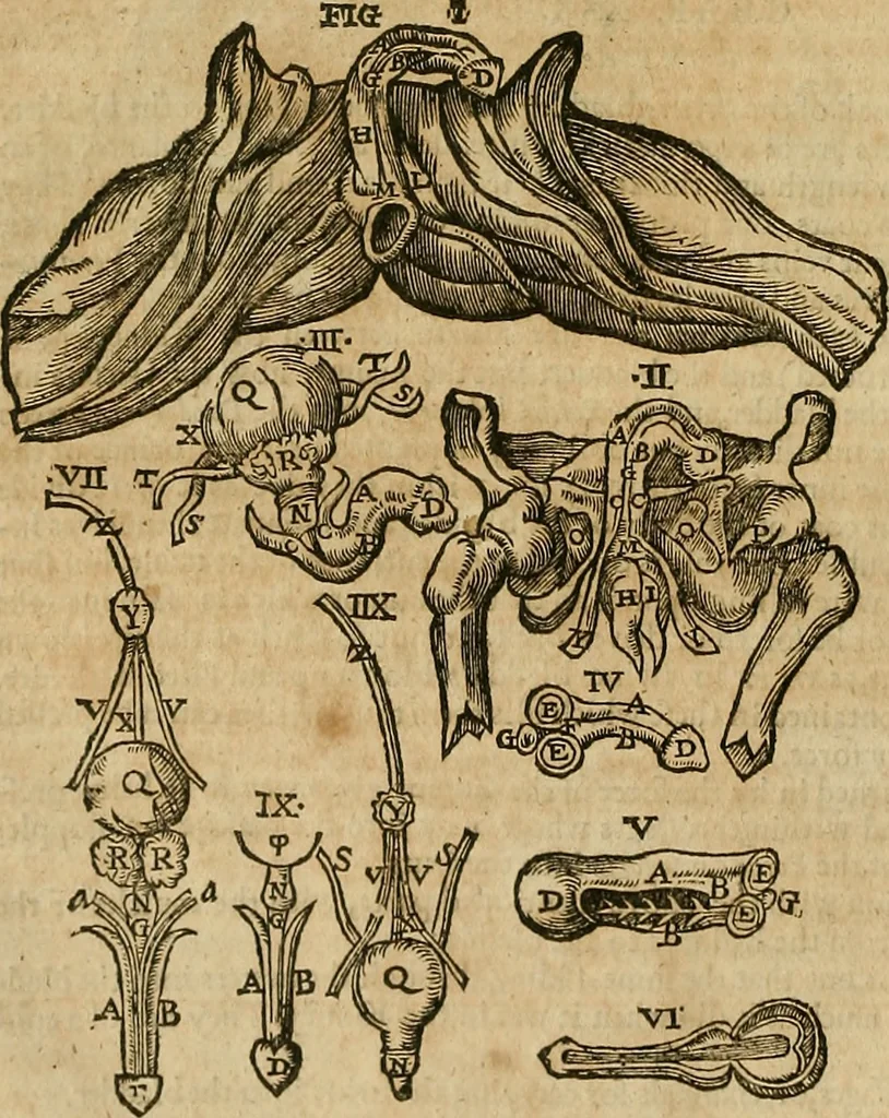 An illustration from The workes of that famous chirurgion Ambrose Parey :, 1649, leaf 121