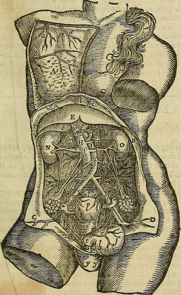 An illustration from The workes of that famous chirurgion Ambrose Parey :, 1649, leaf 126