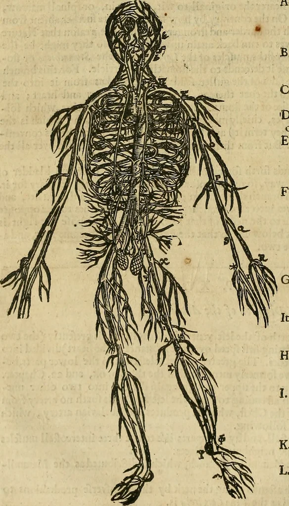 An illustration from The workes of that famous chirurgion Ambrose Parey :, 1649, leaf 145