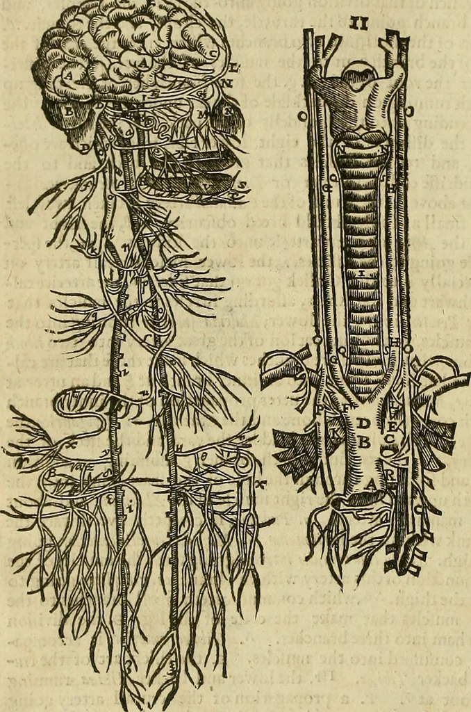 An illustration from The workes of that famous chirurgion Ambrose Parey :, 1649, leaf 147