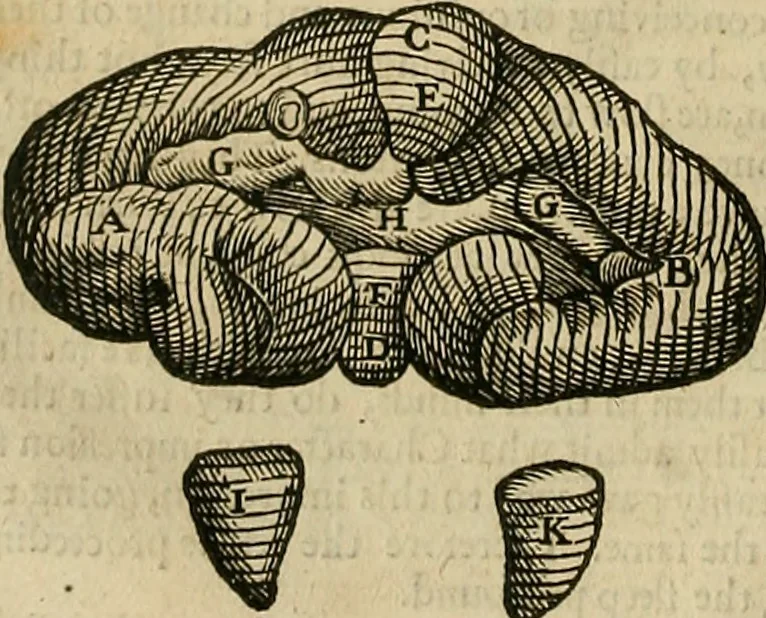 An illustration from The workes of that famous chirurgion Ambrose Parey :, 1649, leaf 155