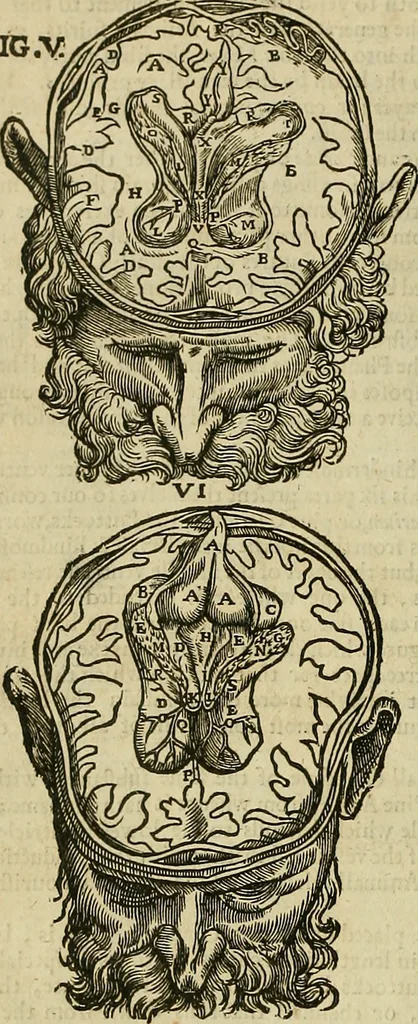 An illustration from The workes of that famous chirurgion Ambrose Parey :, 1649, leaf 157