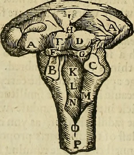 An illustration from The workes of that famous chirurgion Ambrose Parey :, 1649, leaf 157