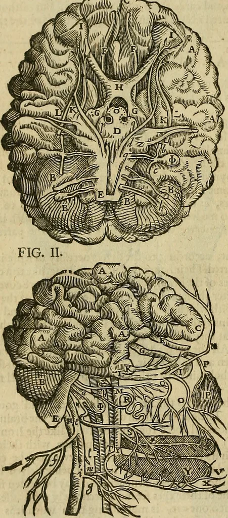 An illustration from The workes of that famous chirurgion Ambrose Parey :, 1649, leaf 159