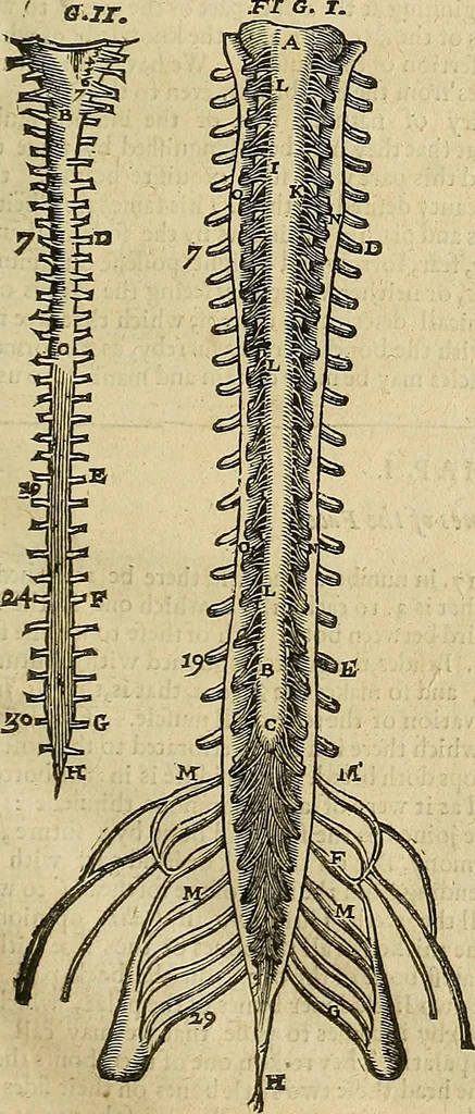 An illustration from The workes of that famous chirurgion Ambrose Parey :, 1649, leaf 162