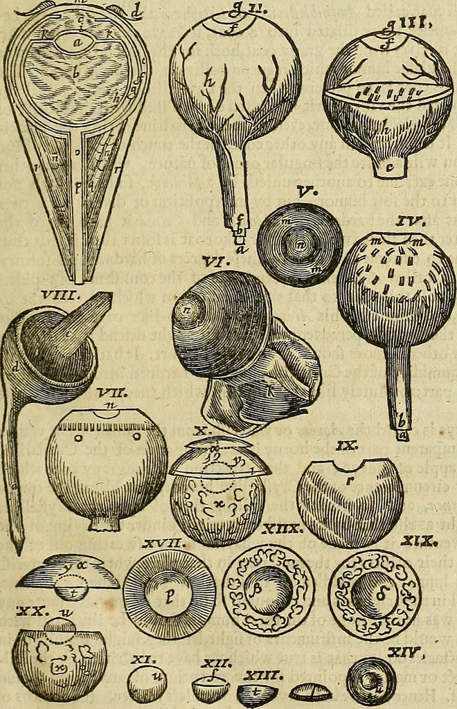 An illustration from The workes of that famous chirurgion Ambrose Parey :, 1649, leaf 168