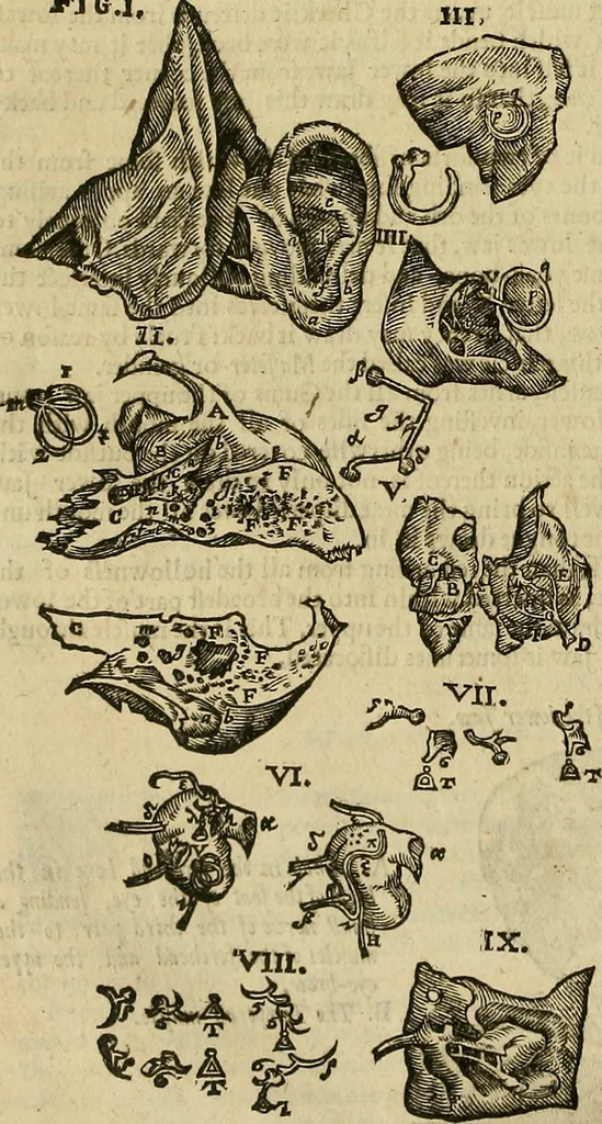 An illustration from The workes of that famous chirurgion Ambrose Parey :, 1649, leaf 173