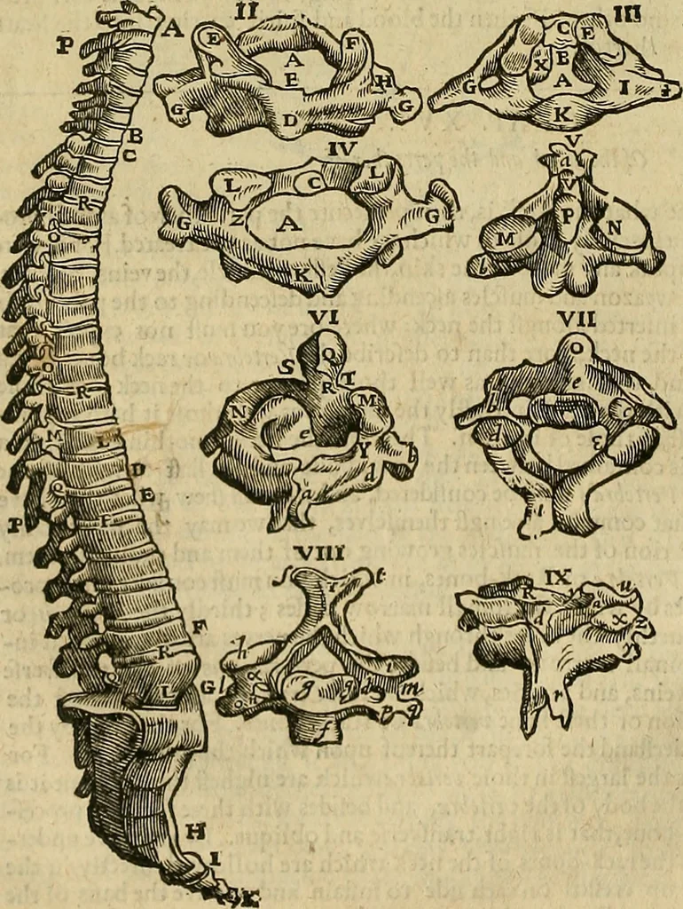 An illustration from The workes of that famous chirurgion Ambrose Parey :, 1649, leaf 179