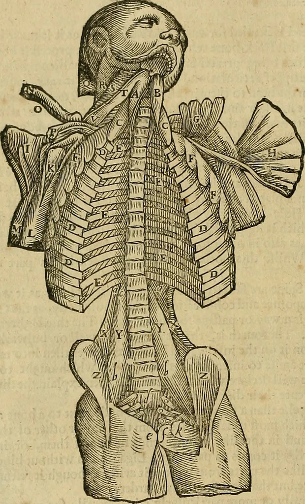 An illustration from The workes of that famous chirurgion Ambrose Parey :, 1649, leaf 181