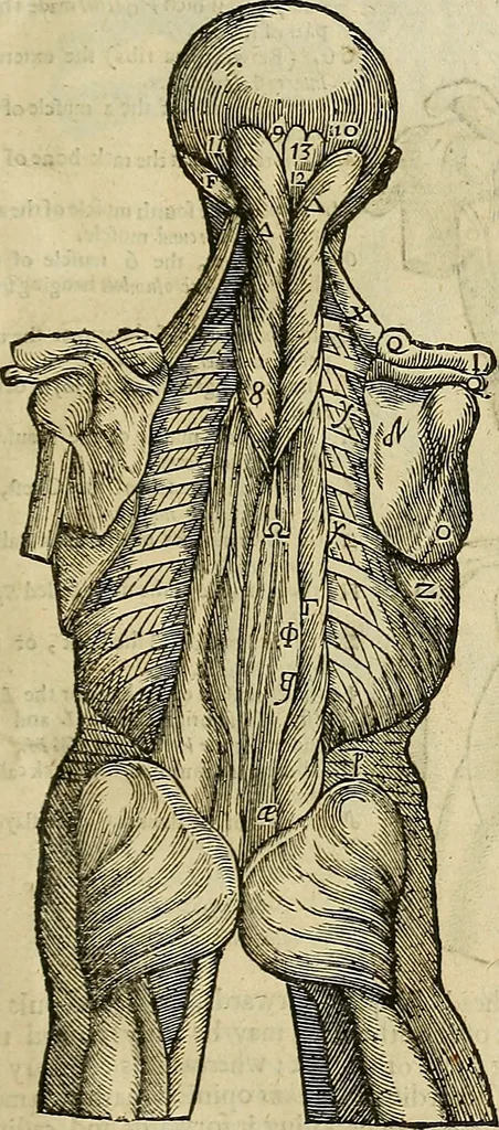 An illustration from The workes of that famous chirurgion Ambrose Parey :, 1649, leaf 182