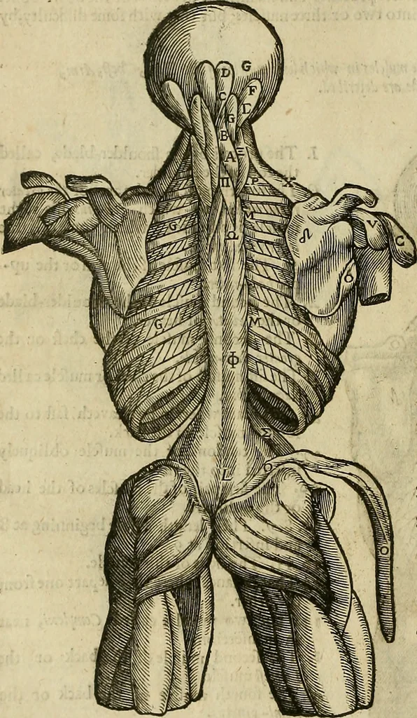 An illustration from The workes of that famous chirurgion Ambrose Parey :, 1649, leaf 183