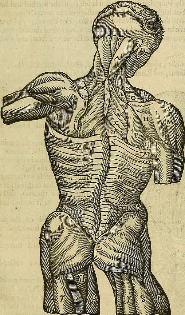An illustration from The workes of that famous chirurgion Ambrose Parey :, 1649, leaf 184