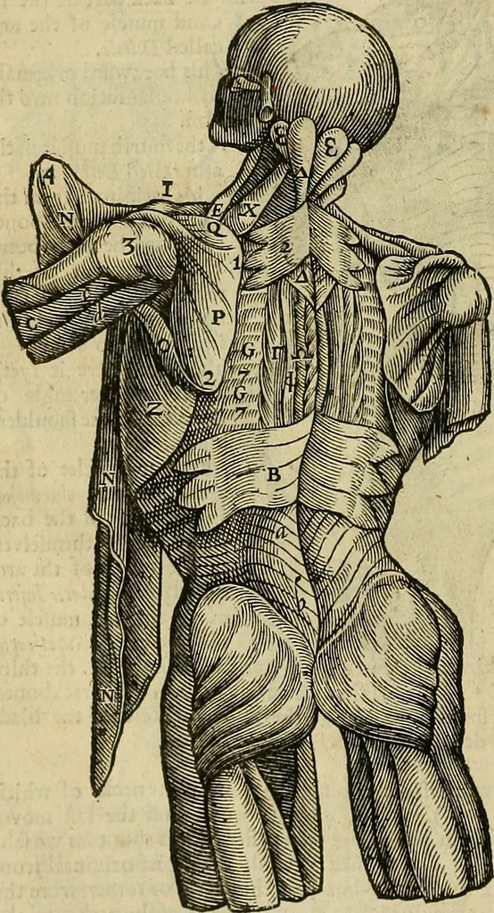 An illustration from The workes of that famous chirurgion Ambrose Parey :, 1649, leaf 185