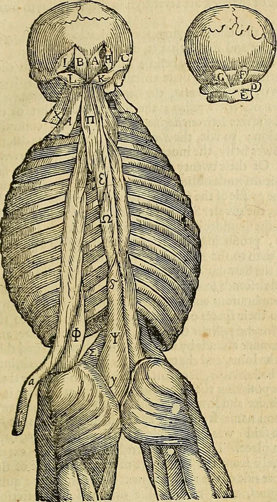 An illustration from The workes of that famous chirurgion Ambrose Parey :, 1649, leaf 186