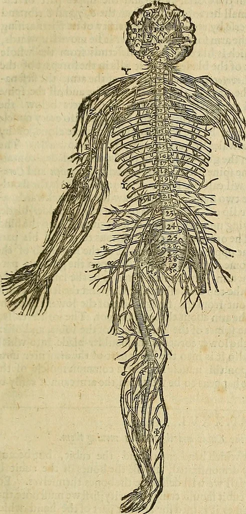 An illustration from The workes of that famous chirurgion Ambrose Parey :, 1649, leaf 194