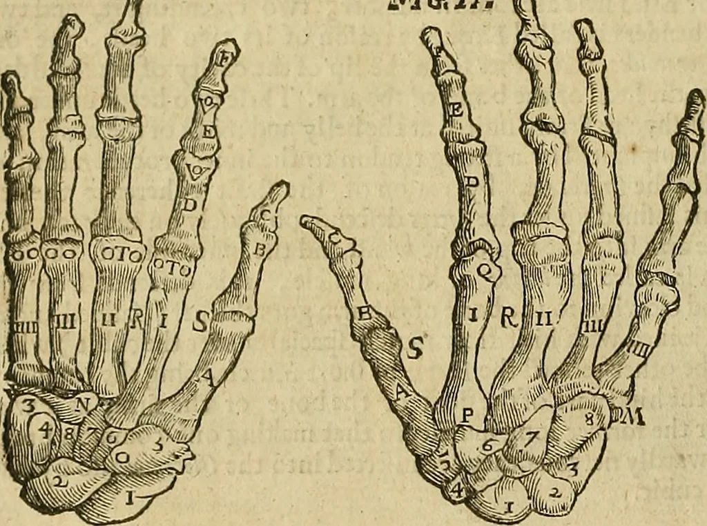 An illustration from The workes of that famous chirurgion Ambrose Parey :, 1649, leaf 197
