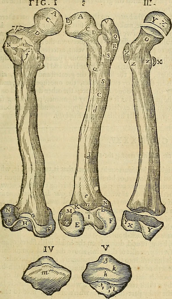 An illustration from The workes of that famous chirurgion Ambrose Parey :, 1649, leaf 204
