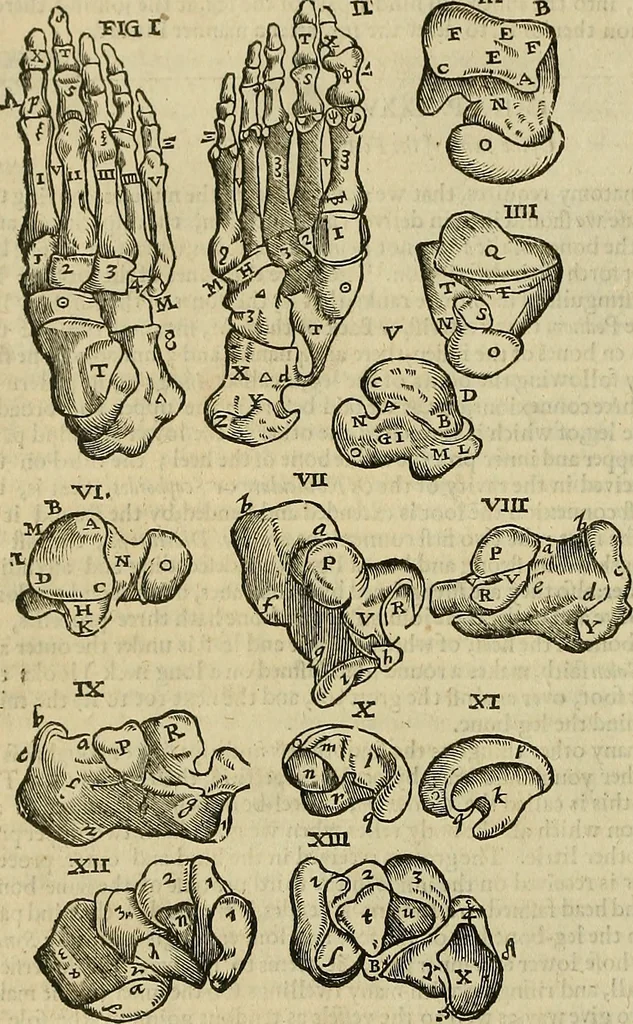 An illustration from The workes of that famous chirurgion Ambrose Parey :, 1649, leaf 209