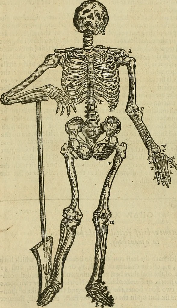 An illustration from The workes of that famous chirurgion Ambrose Parey :, 1649, leaf 213