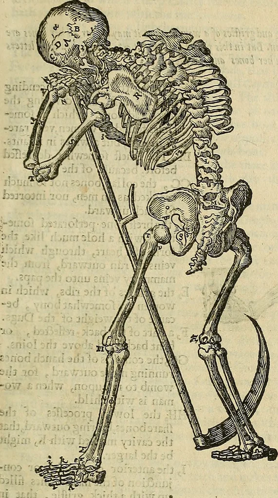 An illustration from The workes of that famous chirurgion Ambrose Parey :, 1649, leaf 214
