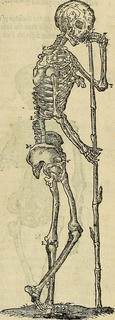 An illustration from The workes of that famous chirurgion Ambrose Parey :, 1649, leaf 214