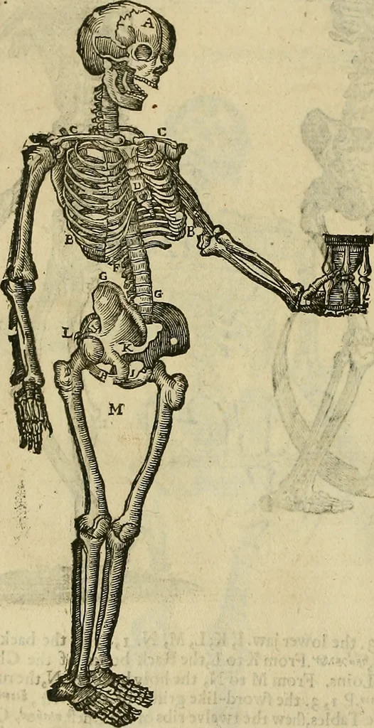 An illustration from The workes of that famous chirurgion Ambrose Parey :, 1649, leaf 215