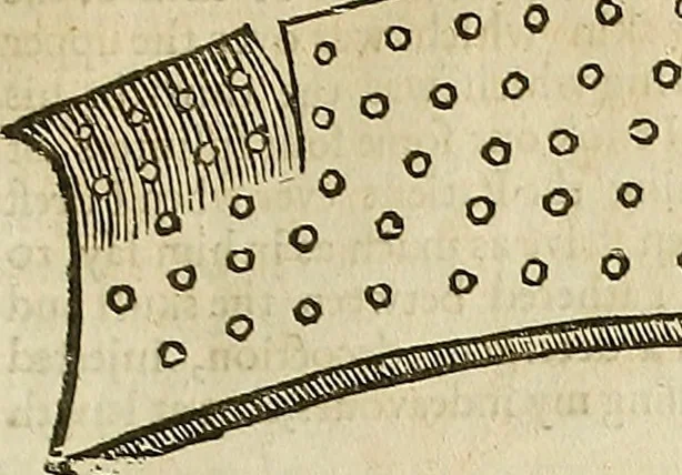 An illustration from The workes of that famous chirurgion Ambrose Parey :, 1649, leaf 310