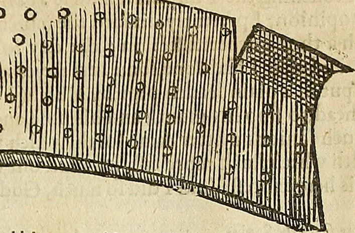 An illustration from The workes of that famous chirurgion Ambrose Parey :, 1649, leaf 310