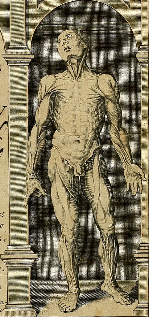 An illustration from The workes of that famous chirurgion Ambrose Parey :, 1649, leaf 4