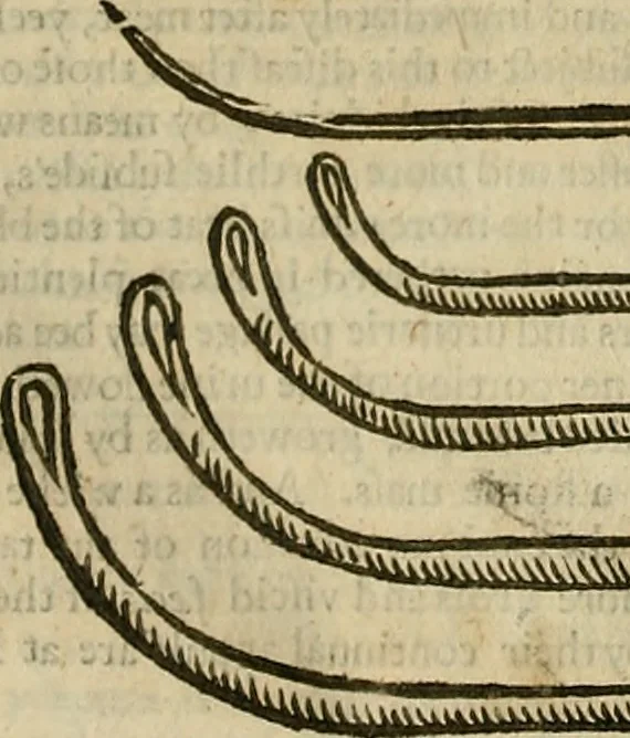 An illustration from The workes of that famous chirurgion Ambrose Parey :, 1649, leaf 455