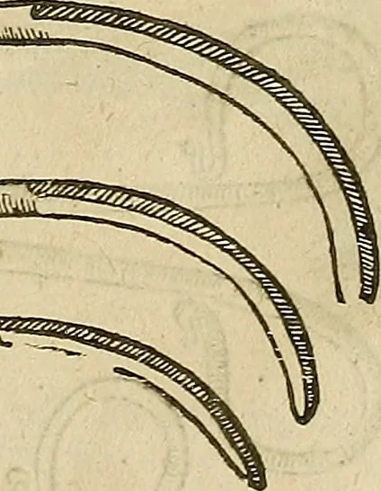 An illustration from The workes of that famous chirurgion Ambrose Parey :, 1649, leaf 462