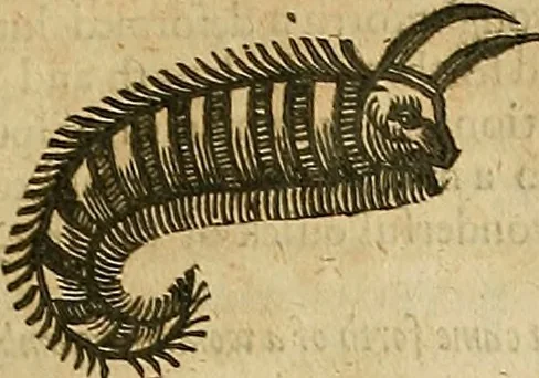 An illustration from The workes of that famous chirurgion Ambrose Parey :, 1649, leaf 530