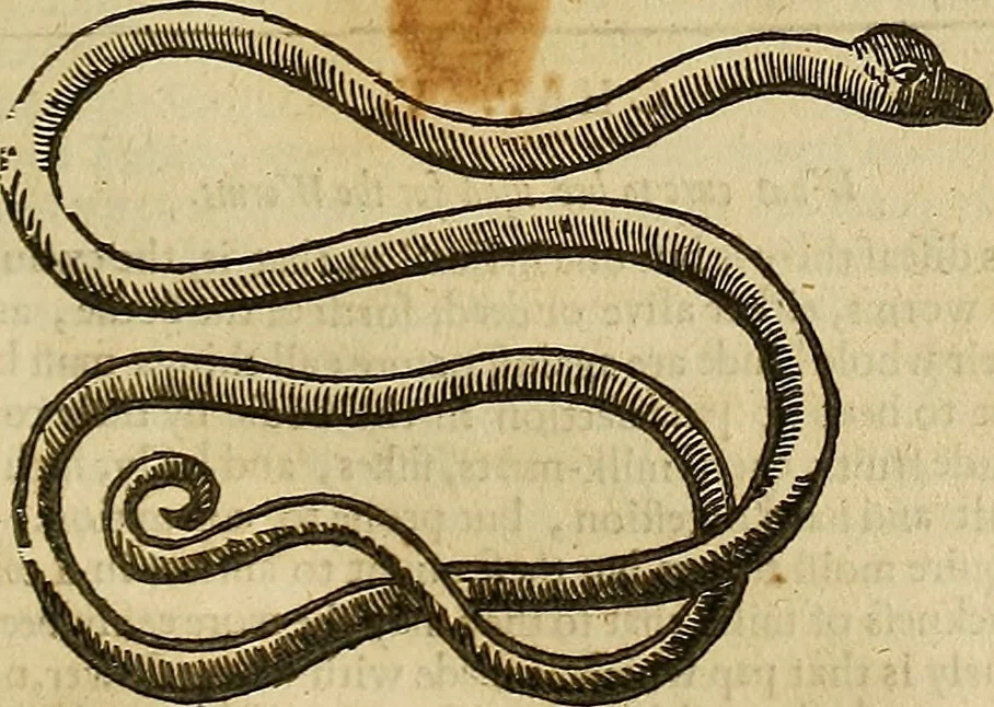 An illustration from The workes of that famous chirurgion Ambrose Parey :, 1649, leaf 532